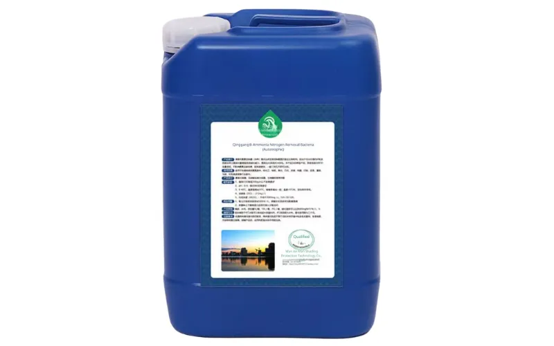 بكتيريا إزالة نيتروجين الأمونيا (ذاتية التغذية)